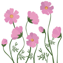 Obraz na płótnie Canvas Wildflowers and pink cosmos flowers on a white background.