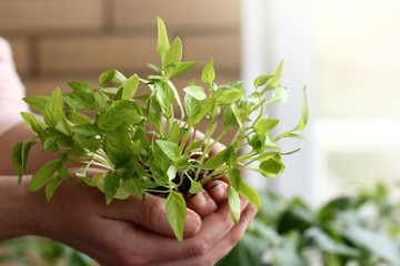 gardener holds in hands green sprouts of pepper on a background of a window. home gardening in spring