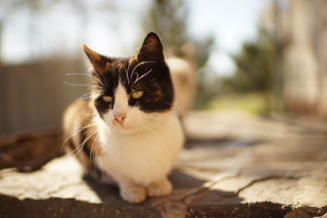 Maneki Neko tricolor cat resting outdoors on a sunny day