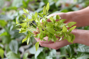 young light green pepper seedlings in hands on a background already grown. cultivation of sprouts for transplant