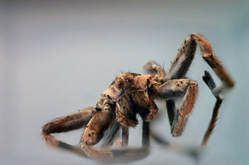 brown black spider macro photo