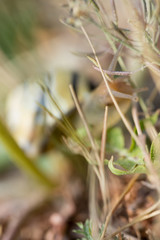 Schnecke / Snail