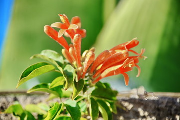 Pflanzen,#0794