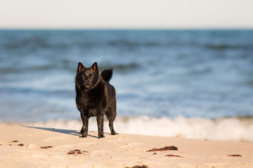 dog at the beach