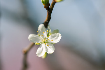 Pojedynczy kwiat drzewa śliwy, kwitnący na gałęzi wiosną - obrazy, fototapety, plakaty