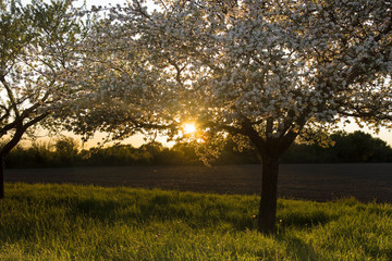 Fototapeta na wymiar Blühende Bäume im Frühling im Elsass