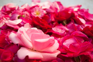 pink roses and petals on a white background close up