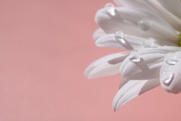 Fototapeta premium dew on the leaves of chrysanthemum macro