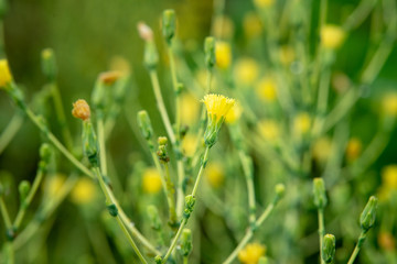 Fototapeta premium Green bushes with yellow flowers
