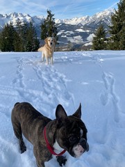 Dogs in the Snow Moutains Landscape Frensh Bull Dog Golden Red River Hunde im Schnee Berge Landschaft Französische Bull Dogge