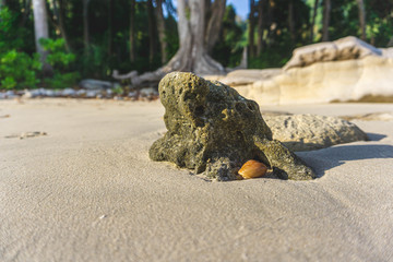 shell and corel in radhanagar beach havelock andaman