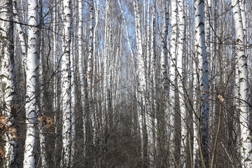 Fototapeta premium Young birches with black and white birch bark in spring in birch grove against background of other birches