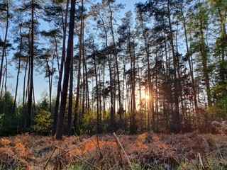 spring in the forest