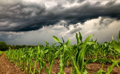 View of rows of green corn stalks in field ready for harvest with storm clouds in the background in...