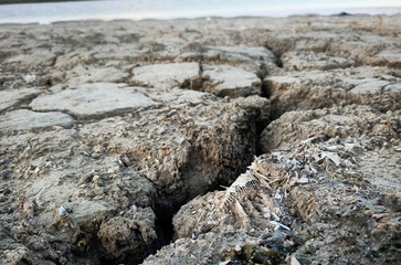 Arid fish bones From natural disasters