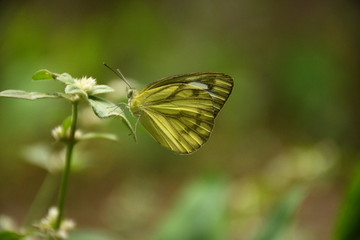 butterfly on a flower