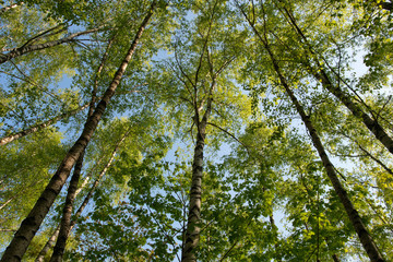 Fototapeta premium Spring forest on the background of blue sky.