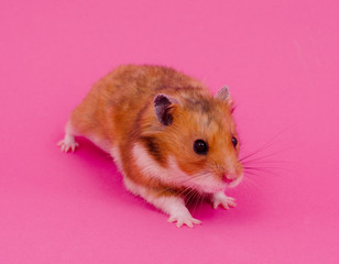 Cute little Syrian hamster on a pastel pink background (selective focus on the hamster eyes and nose)