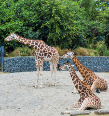 Obraz premium giraffe's in the zoo