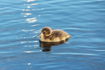 The greater scaup (Aythya marila) duckling. Lake Onega, Russia