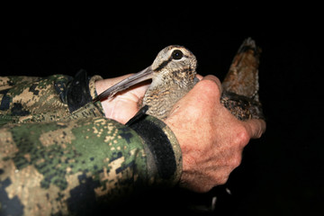 Ornithologist holding the eurasian Woodcock (Scolopax rusticola) in hands during night bird ringing