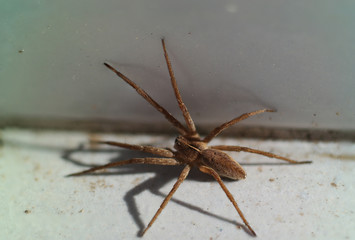 brown white striped spider macro