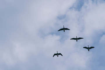 Time to travel. Flock of geese in the blue sky.