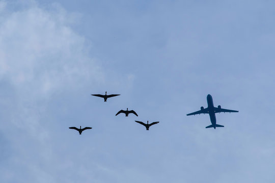 Time to travel. Passenger plane and flock of geese in the blue sky.