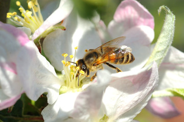 Bee collecting pollen on white blossoms of an apple tree in spring with beautiful colors and...