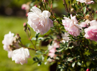 blooming white rose flower buds in the garden
