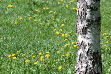Springtime. Lawn with blooming dandelions and a birch.