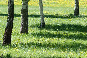 Springtime. Lawn with blooming dandelions and birches.