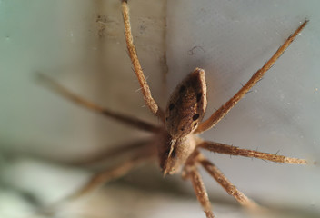 brown white striped spider macro
