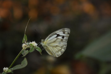 Obraz premium butterfly on a flower