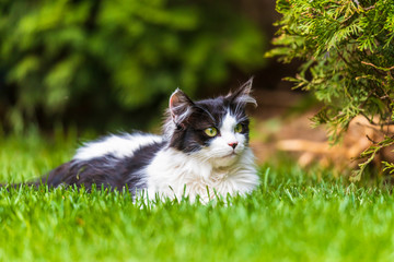 idyllic photo of a black and white cat lying in the garden in spring time.