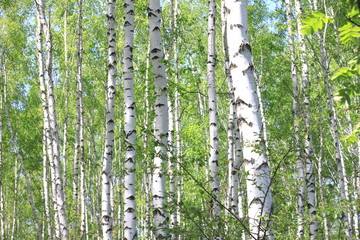 Fototapeta premium Beautiful birch trees with white birch bark in birch grove with green birch leaves in summer