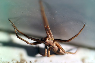 brown white striped spider macro