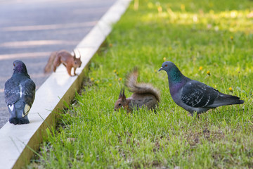 Squirrels and pigeons in the city park.