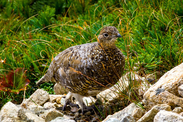 夏の北アルプス後立山連峰、唐松岳近くで見かけた雷鳥（ライチョウ）
