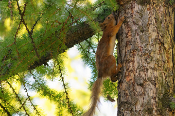 Squirrel on the tree trunk in the city park.