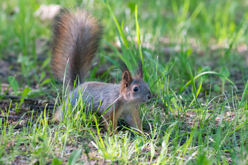 Squirrel on the green lawn in the city park.