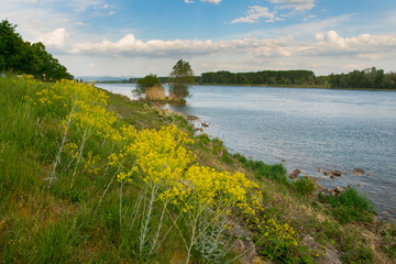 Der Rhein im Frühling  bei Rhinau