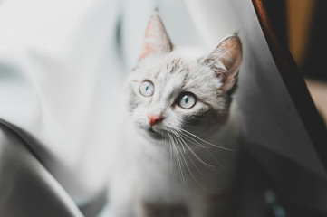 a mixed thai cat looking up in the white curtains