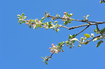 Apple tree branch with blue sky in the background