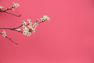 Delicate twig of blooming wild plum on a hibiscus color background. Postcard template for Valentine's Day, Mother's Day, March 8, wedding, birthday or anniversary.