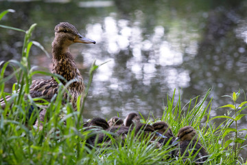 Duck with ducklings hiding in the grass on the bank of the lake.