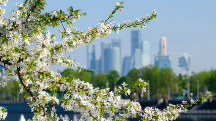 Spring in Moscow. Blooming apple tree against skyscrapers of Moscow city..