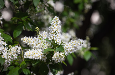 Bird Cherry Tree in Blossom