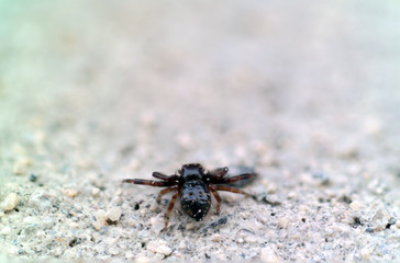 black brown baby spider macro