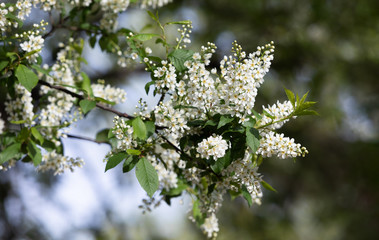 Bird Cherry Tree in Blossom